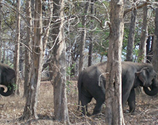 Gadchiroli District