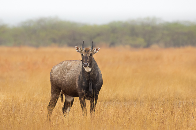 Image of Umred Karhandla Wildlife Sanctuary  