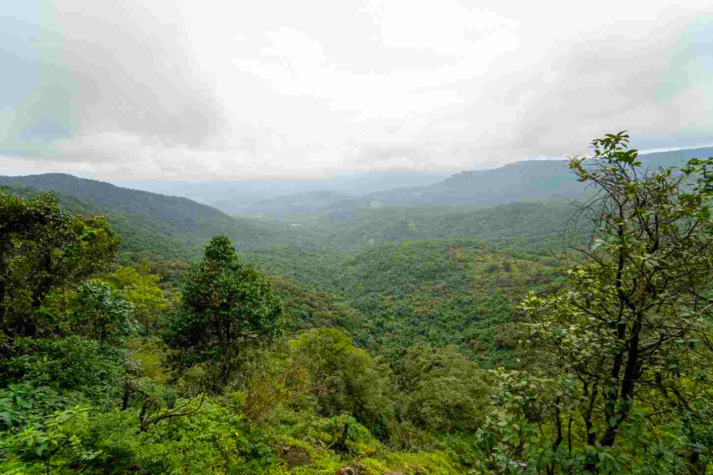 Image of Amboli 